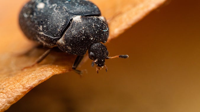 Two-spot carpet beetle.